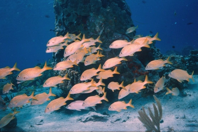 Vida acuática del Caribe