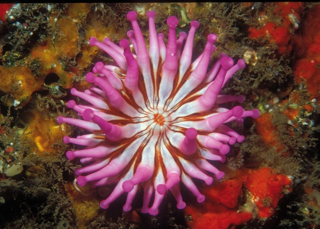 Anémona gigante - Vida acuática del Caribe