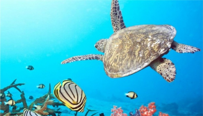 Vida acuática del Caribe