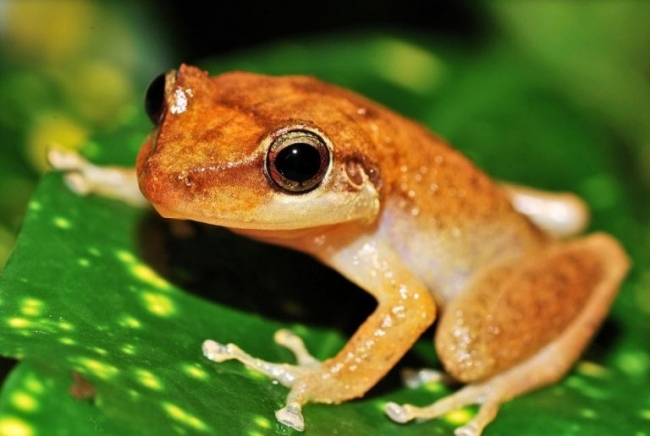 Vida acuática del Caribe