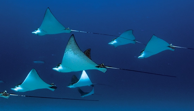 Águilas del Caribe - Vida acuática del Caribe